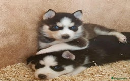 Husky Siberiano perros en venta: Husky Siberiano  - Imagen 6