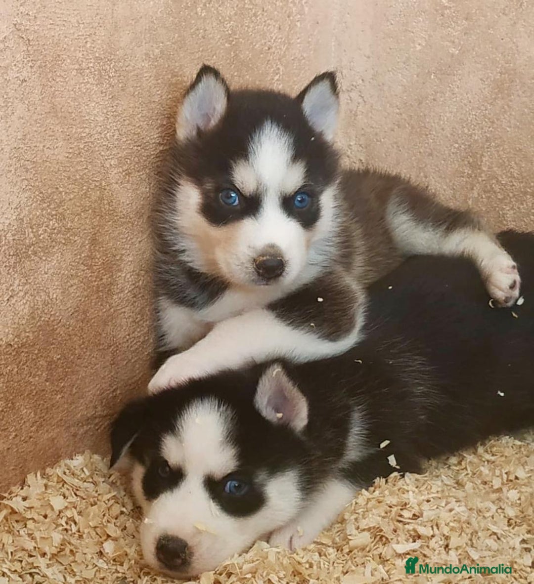 Husky Siberiano perros en venta: Husky Siberiano  - Imagen 6