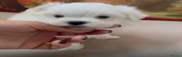 Bichón Maltés perros en venta: Bichon Maltés Macho !!! - Anuncio 3