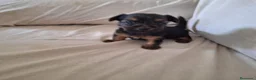 Yorkshire Terrier perros en venta: Yorkshire Terrier  en Sevilla - Anuncio 1