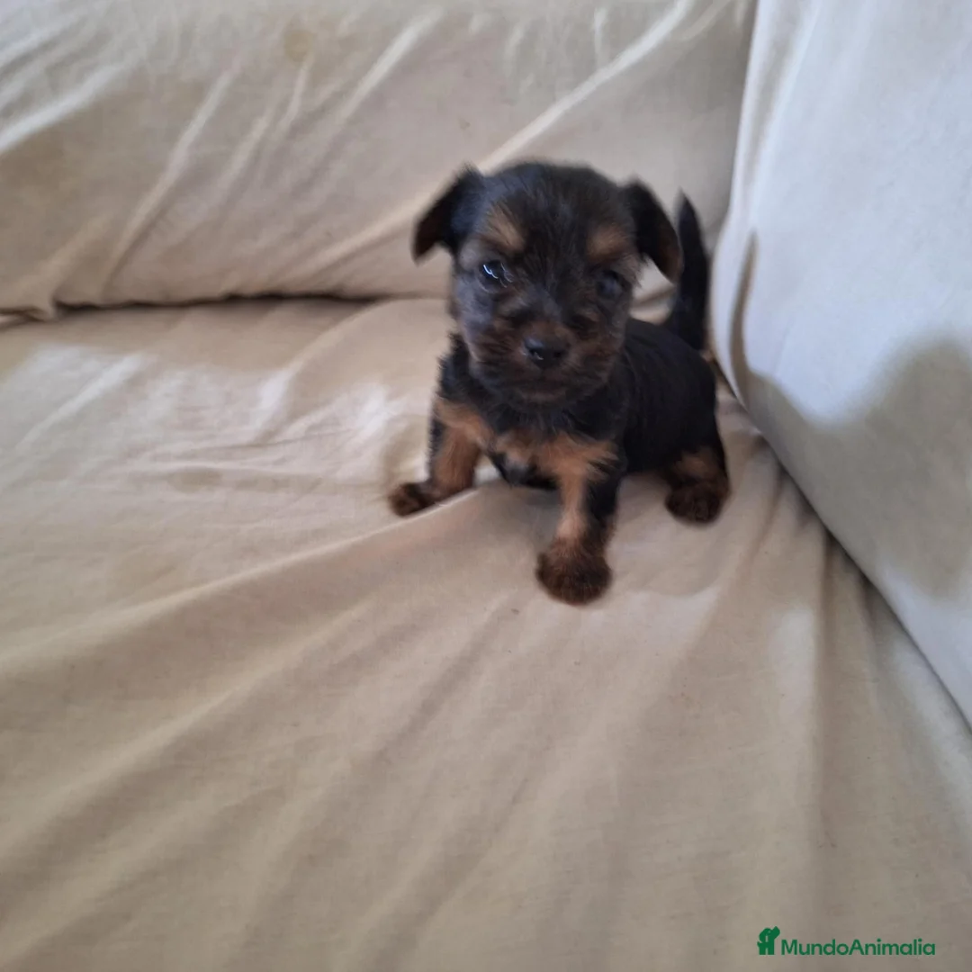 Yorkshire Terrier perros en venta: Yorkshire Terrier  en Sevilla - Anuncio 1