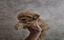 Caniche Toy perros en venta: Cachorritos caniche Rojo ❤️ TOY - Imagen 12