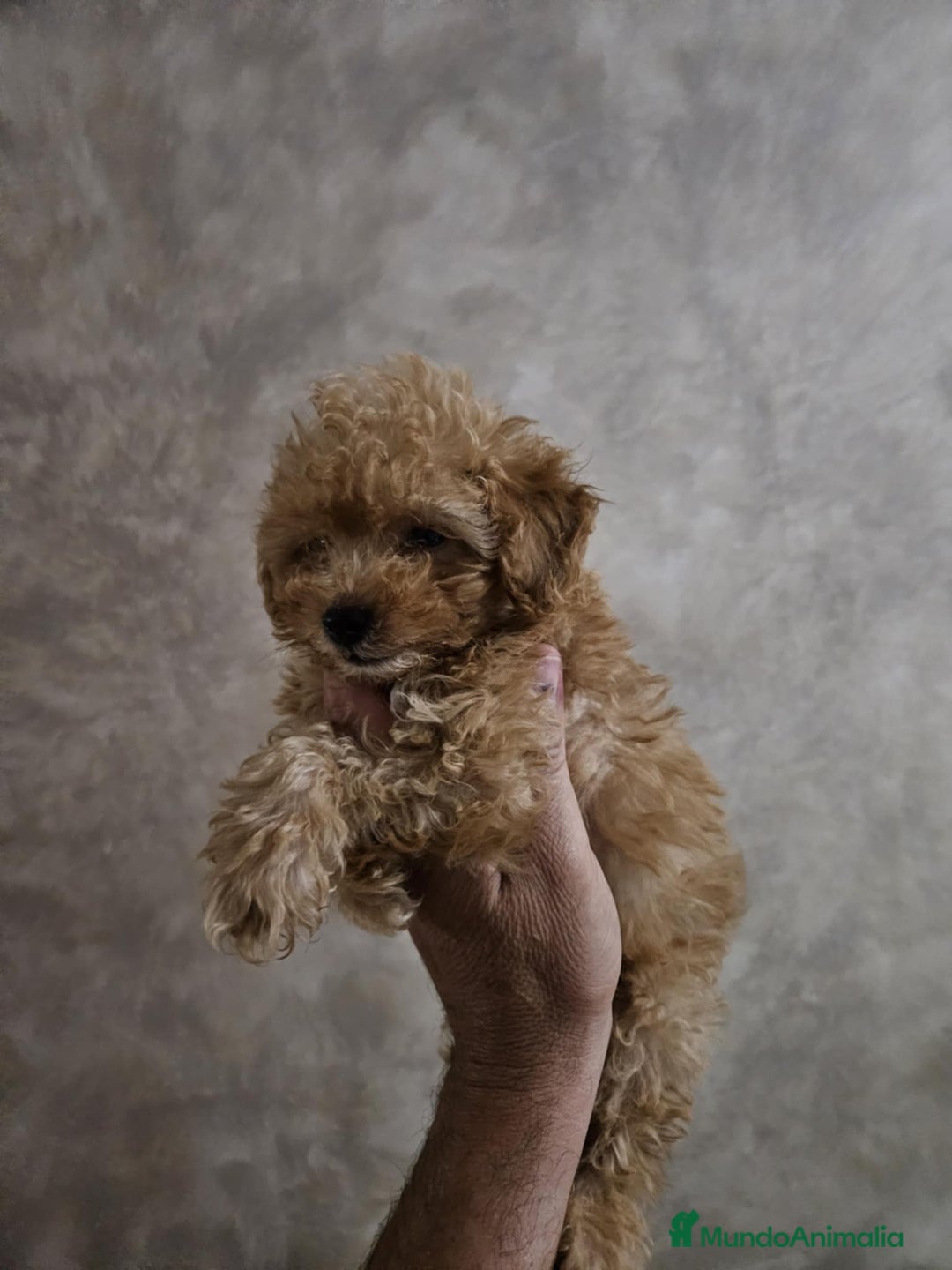 Caniche Toy perros en venta: Cachorritos caniche Rojo ❤️ TOY - Imagen 12