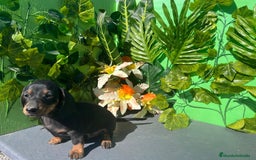 Teckel perros en venta: Excelente cachorro Teckel  - Imagen 1