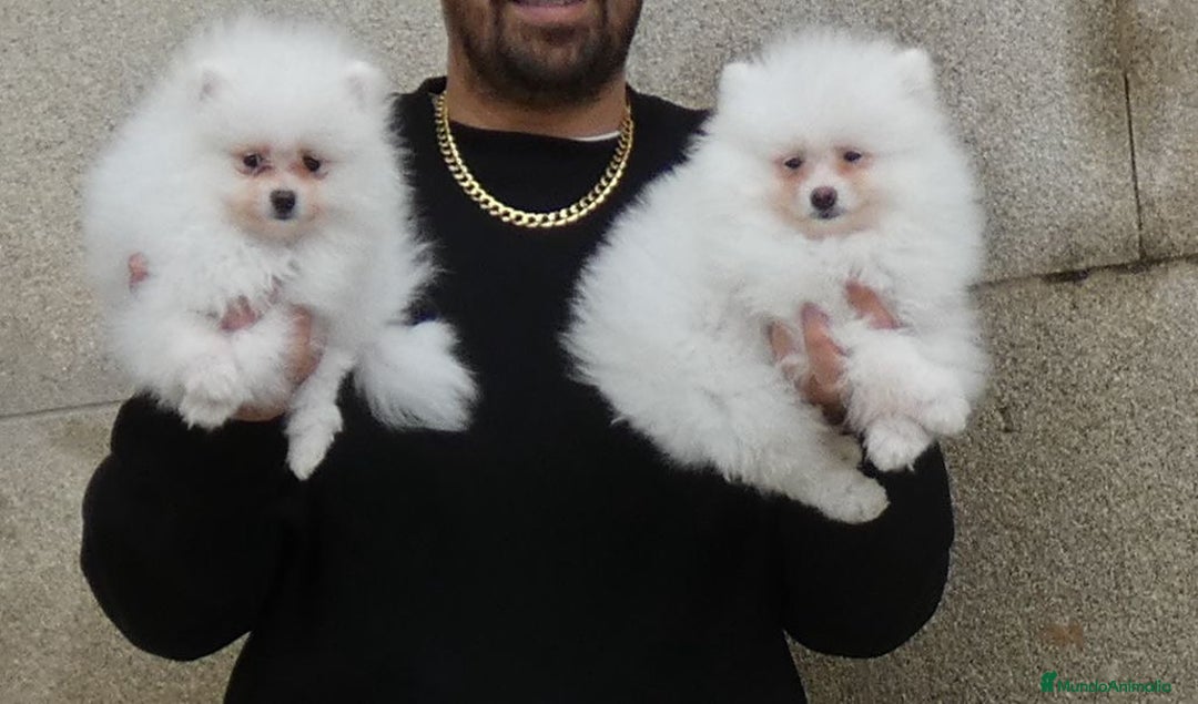 Pomerania perros en venta: Pomerania  - Imagen 4