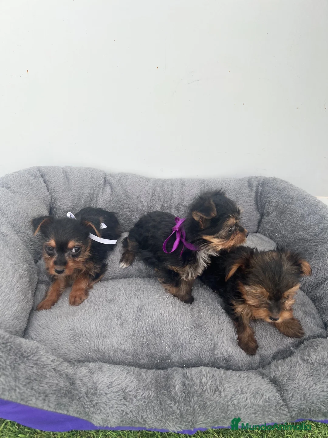 Yorkshire Terrier perros en venta: PRECIOSAS CACHORRAS DE YORKSHIRE TERRIER 🐾 - Anuncio 3