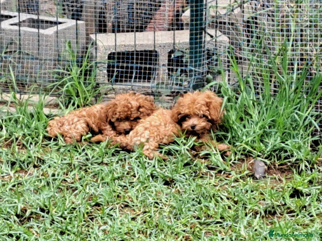 Caniche Enano perros en venta: Caniche enano - Anuncio 3