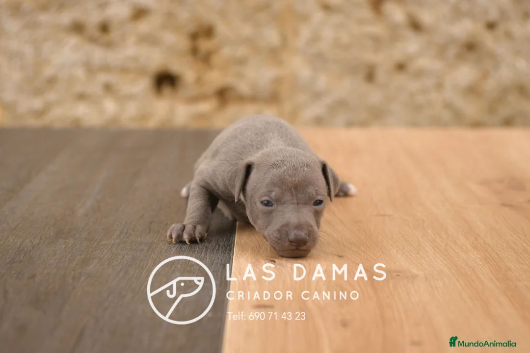 Pequeño Lebrel Italiano perros en venta: Piccolo lebrel italiano disponibles - Anuncio 2