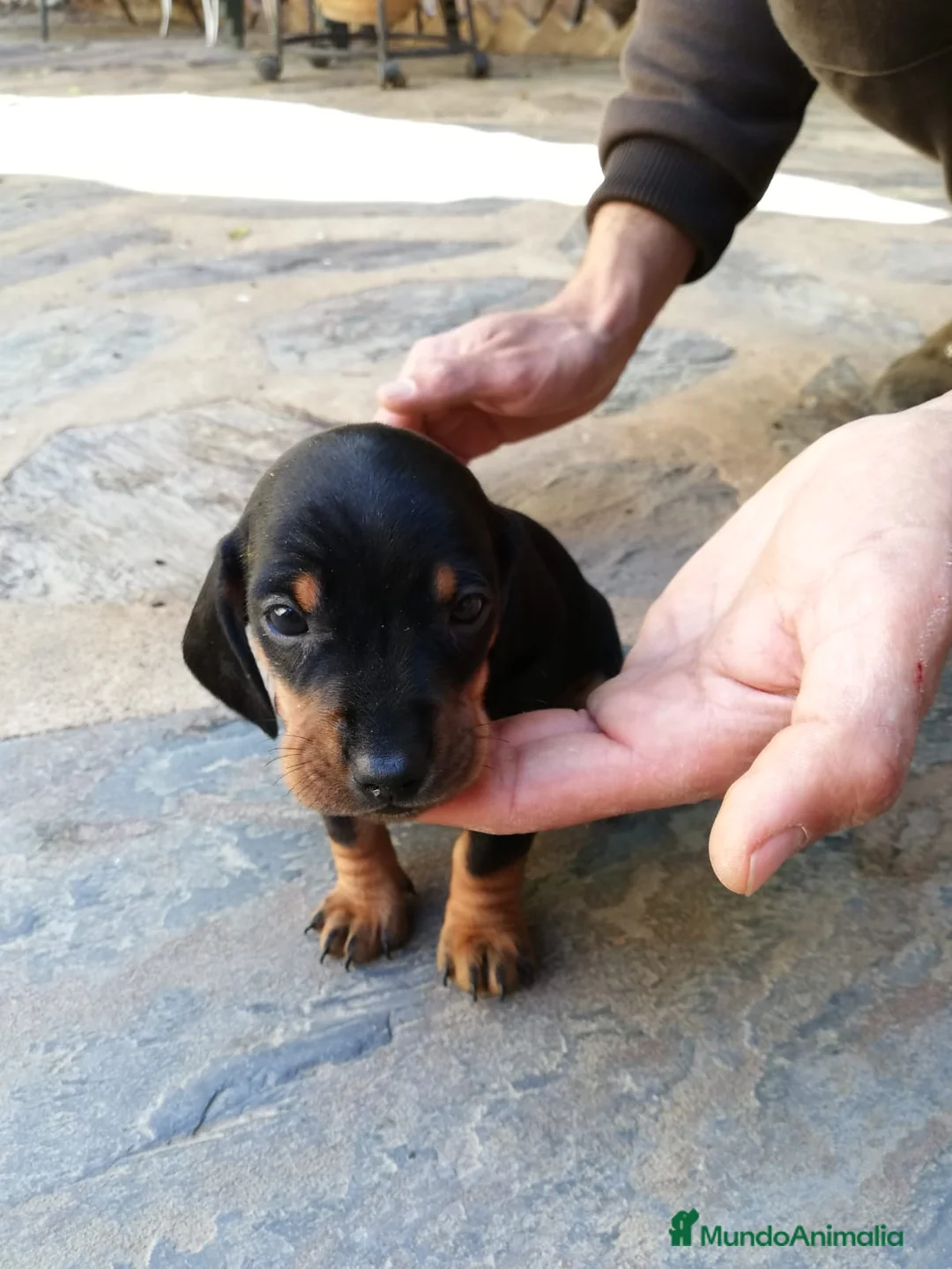 Teckel Miniatura perros en venta: Teckel clásicos y exóticos  en Ciudad Real - Anuncio 2