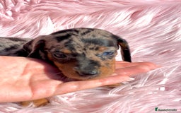 Teckel Miniatura perros en venta: Teckel Arleqyin Kaninchen  - Imagen 3