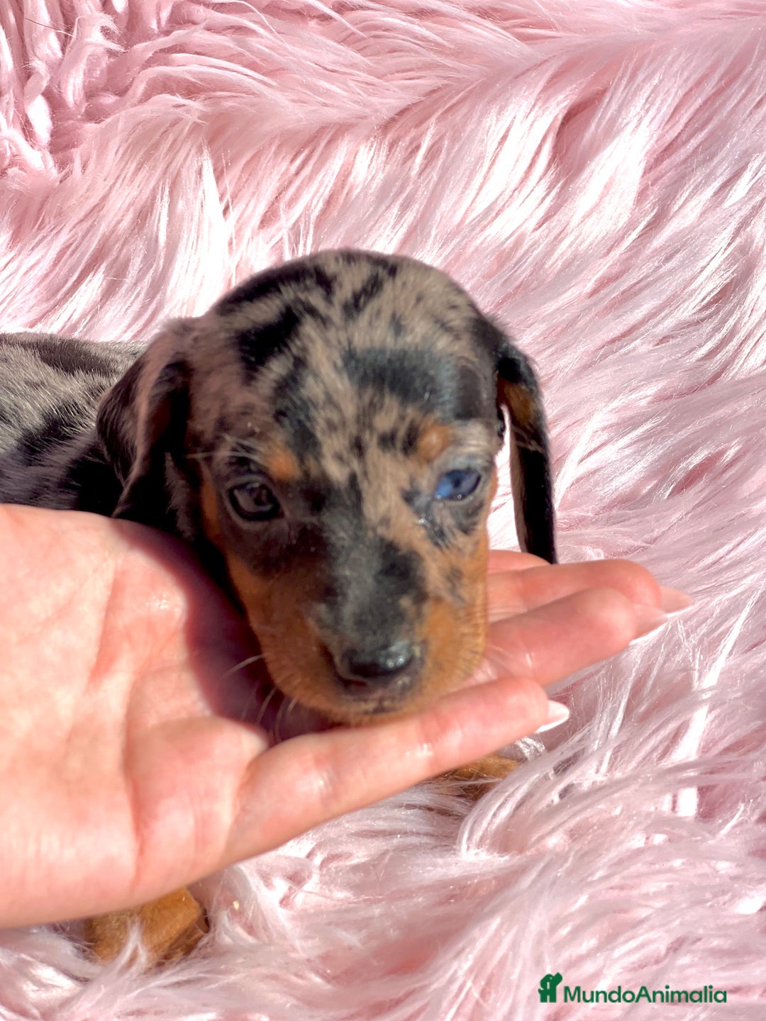 Teckel Miniatura perros en venta: Teckel Arleqyin Kaninchen  - Imagen 3