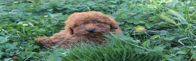 Caniche Toy 1