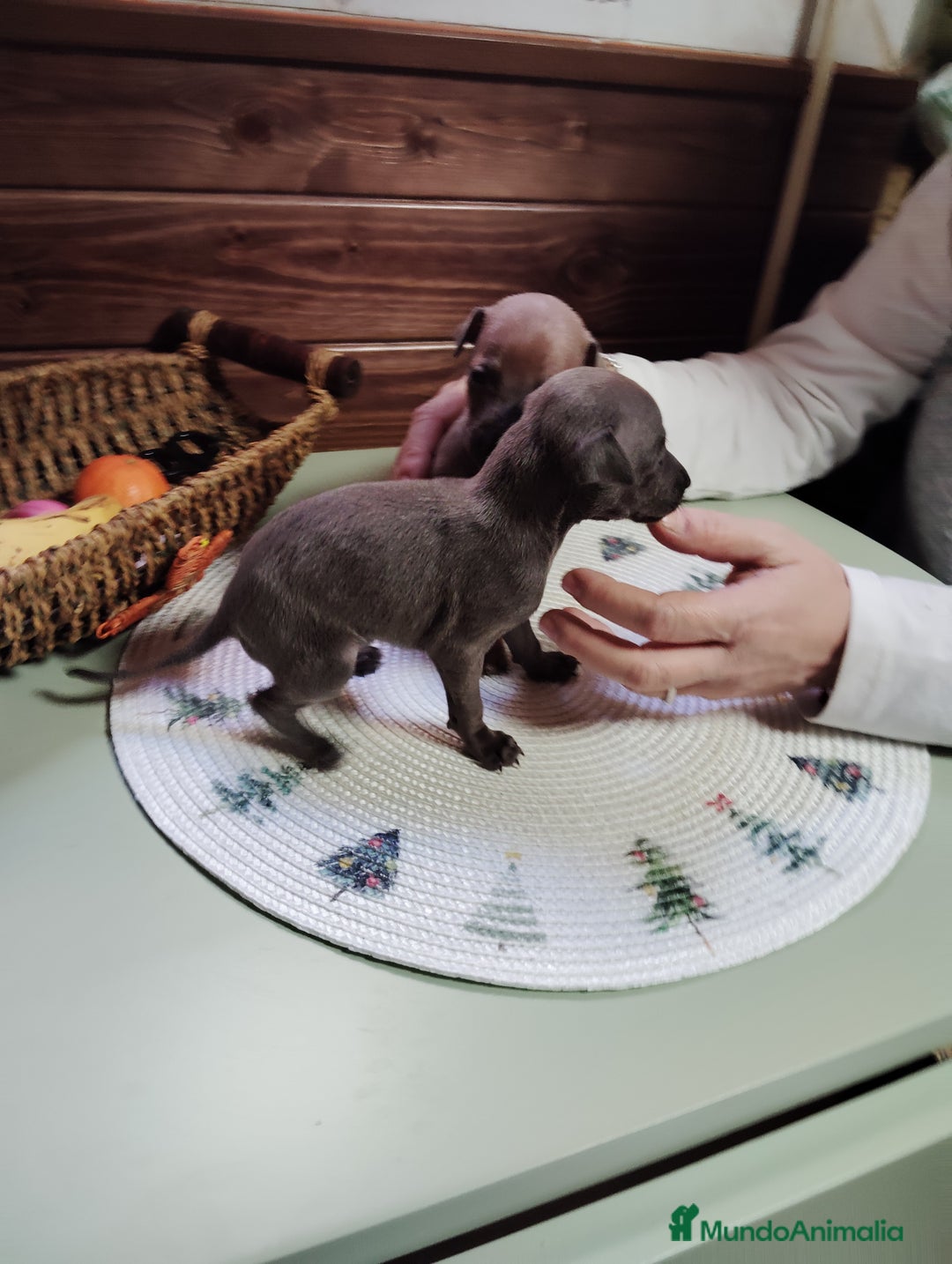 Pequeño Lebrel Italiano perros en venta: Galgo italiano - Anuncio 2