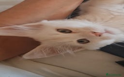 Maine Coon gatos en venta: Camada Arlequín  - Imagen 4