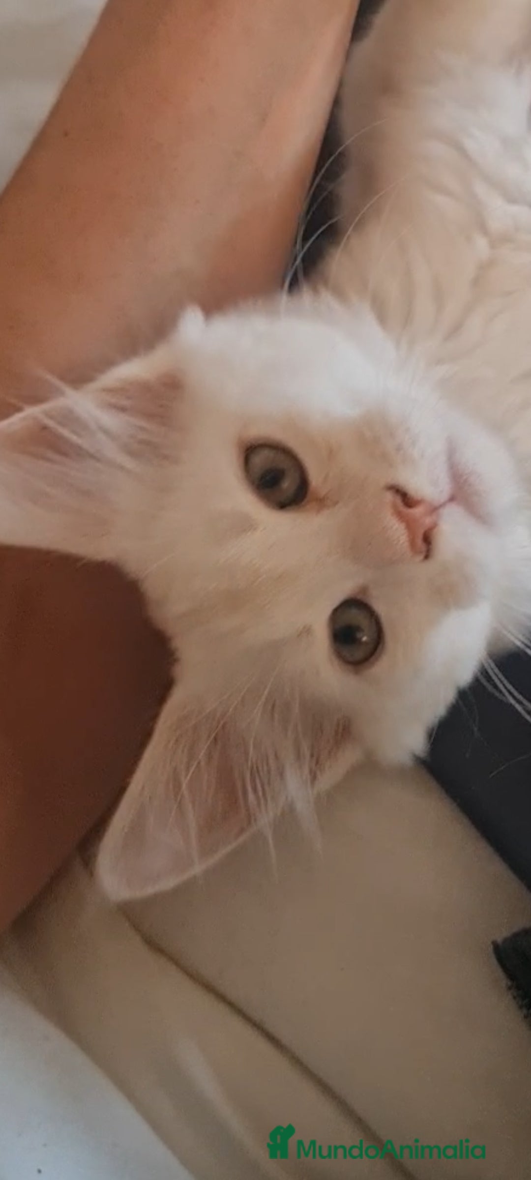 Maine Coon gatos en venta: Camada Arlequín  - Imagen 4