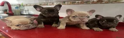 Bulldog Francés perros en venta: BULLDOG FRANCES - MALAGA - MARBELLA  - Anuncio 1