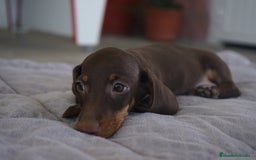 Teckel Miniatura perros en venta: ✨ Cacao & Bongo ✨ - Imagen 11