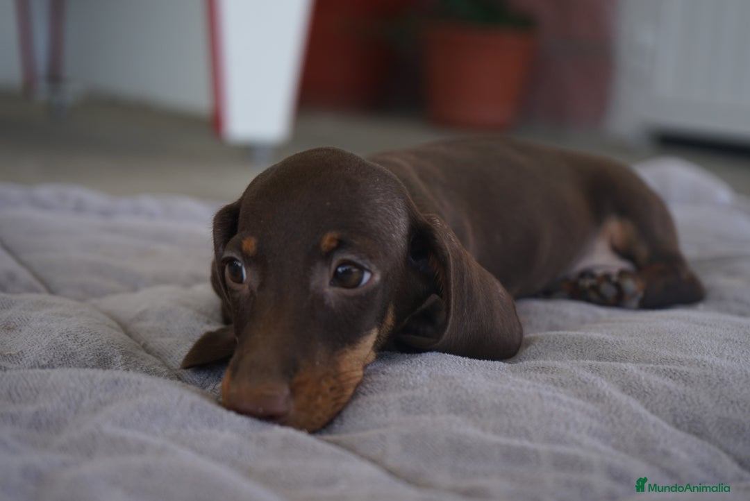 Teckel Miniatura perros en venta: ✨ Cacao & Bongo ✨ - Imagen 11