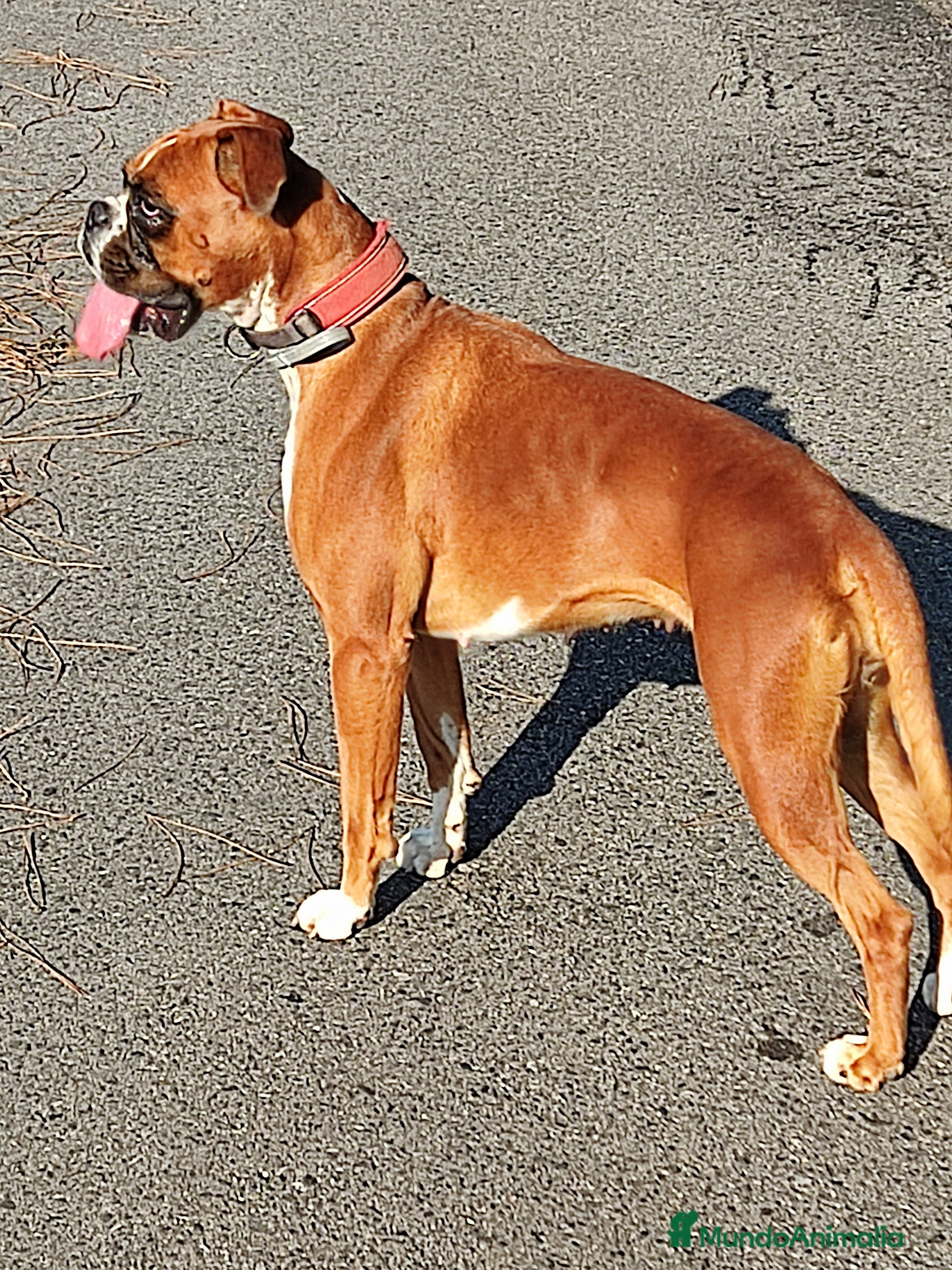 Boxer perros CACHORRO BOXER PONTEVEDRA - Anuncio 1