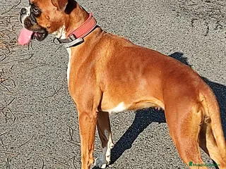 Boxer perros CACHORRO BOXER PONTEVEDRA - Anuncio 1