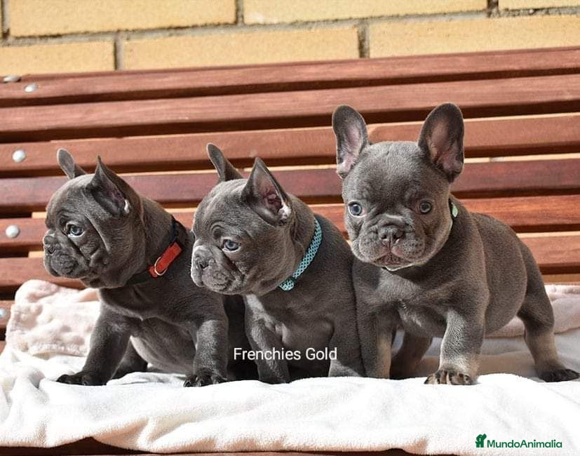 Bulldog Francés perros Cachorros de Bulldog Frances  - Anuncio 2