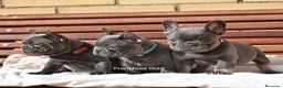 Bulldog Francés perros en venta: Cachorros de Bulldog Frances  - Anuncio 1