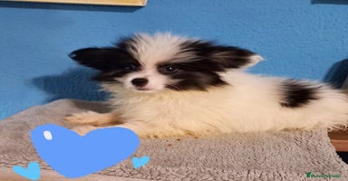 Bichón Maltés perros - Anuncio 3