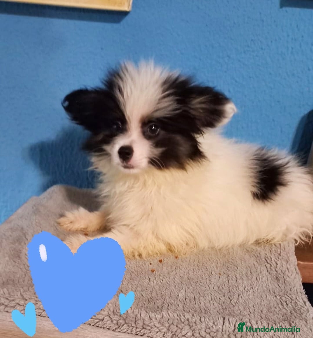 Bichón Maltés perros en venta:  maltipom macho  - Imagen 1