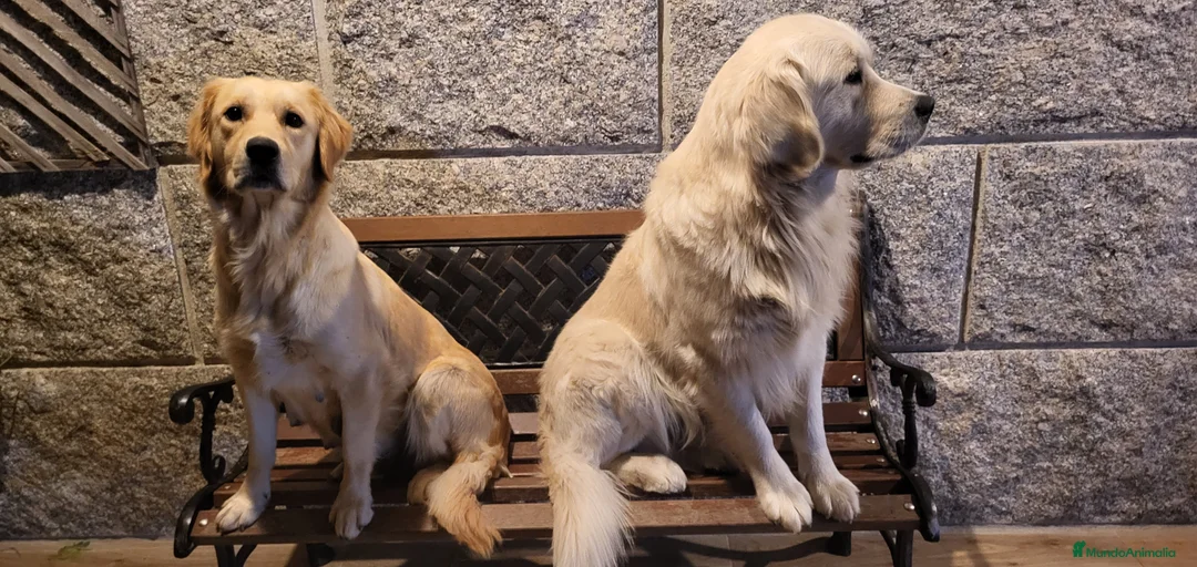 Imagen de galería {{count}}