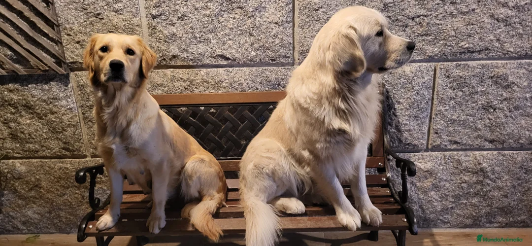 Imagen de galería {{count}}