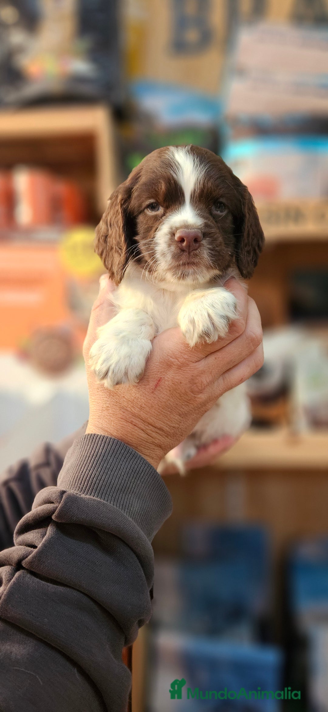 English Springer Spaniel perros en venta: Springer spanish - Anuncio 1