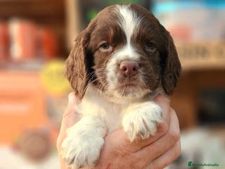 English Springer Spaniel perros Springer spanish - Anuncio 3