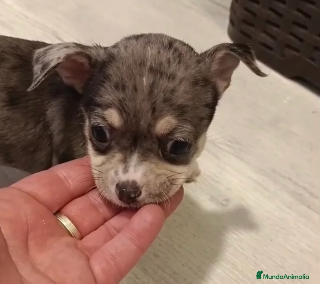 Chihuahua perros en venta: Chihuahua merle macho🐾🐶🩵 - Anuncio 1