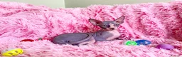 Sphynx gatos en venta: HEMBRA DE GATO SPHYNX - Anuncio 2