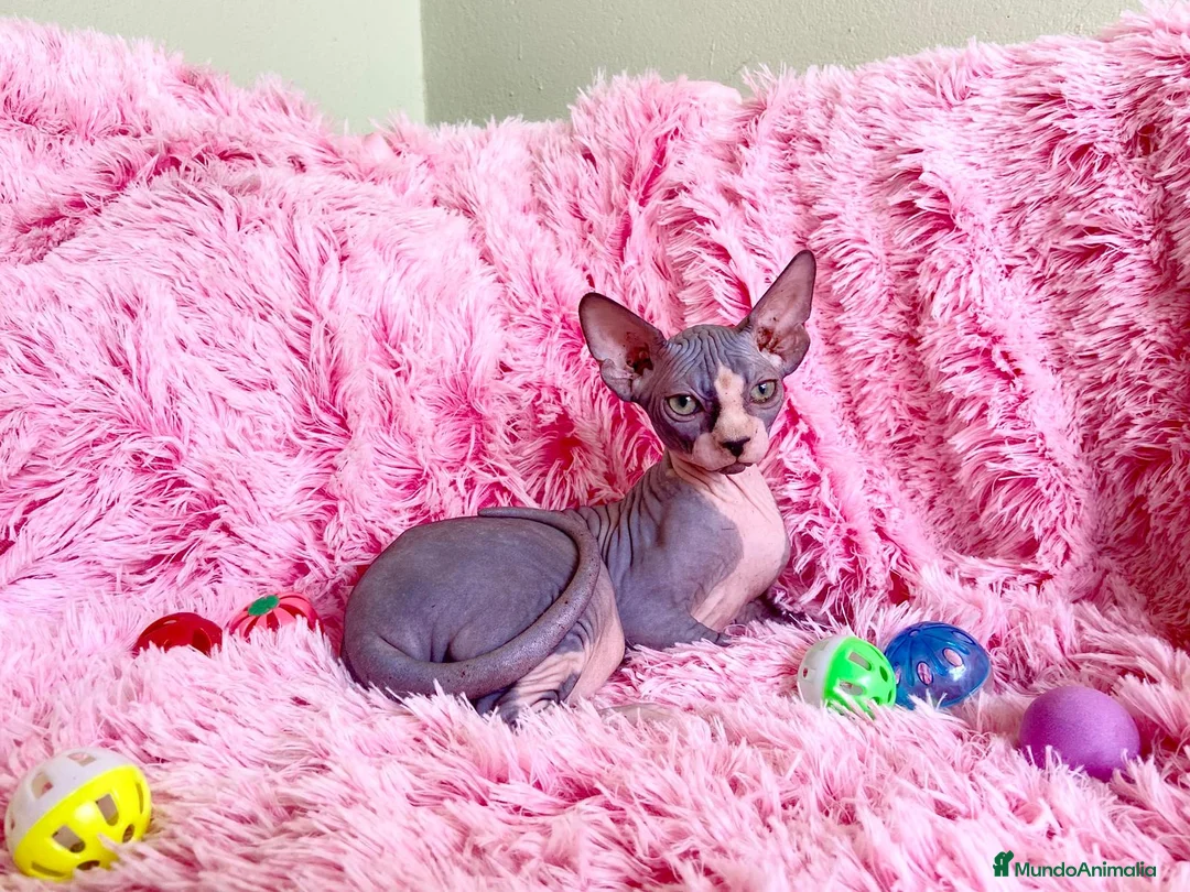 Sphynx gatos en venta: HEMBRA DE GATO SPHYNX - Anuncio 2
