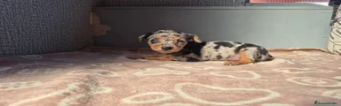 Pinscher Miniatura Hembra