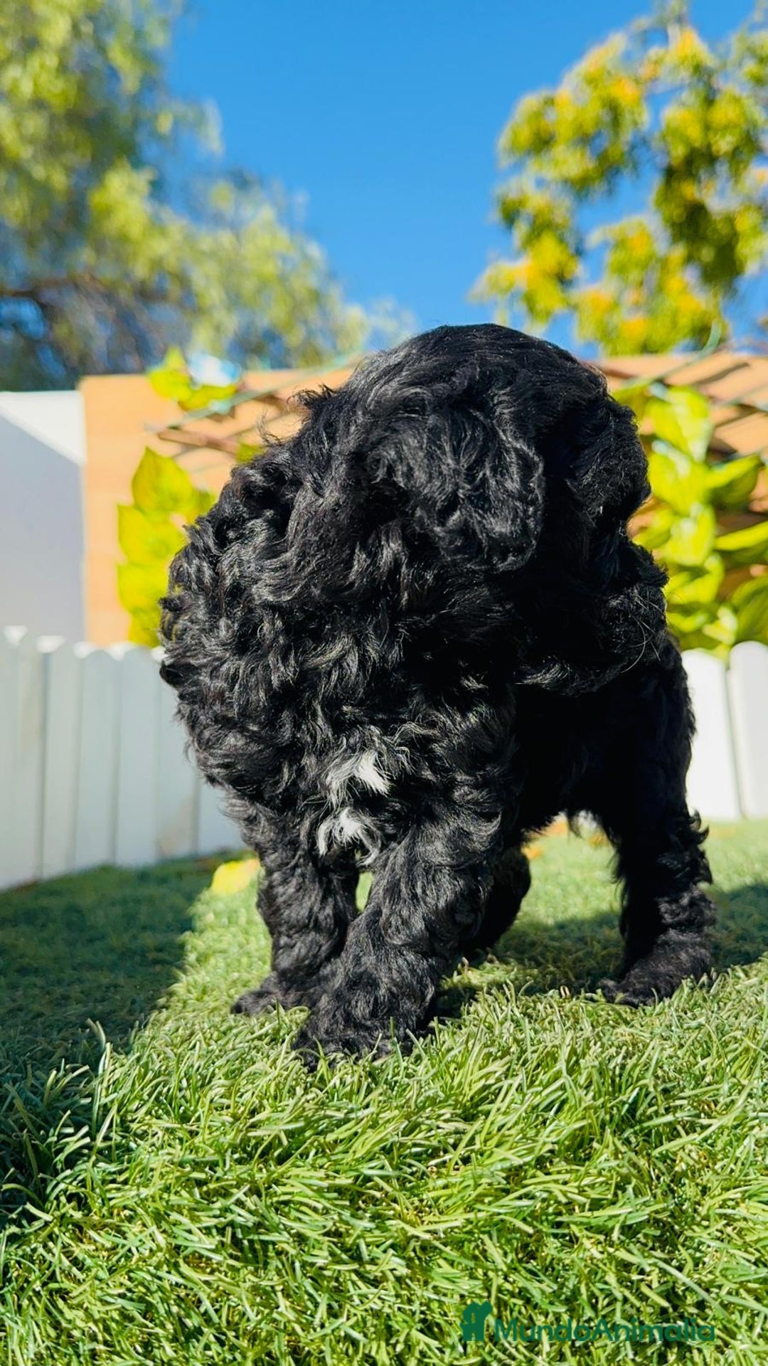 Caniche Toy perros en venta: CANICHE TOY - Anuncio 2