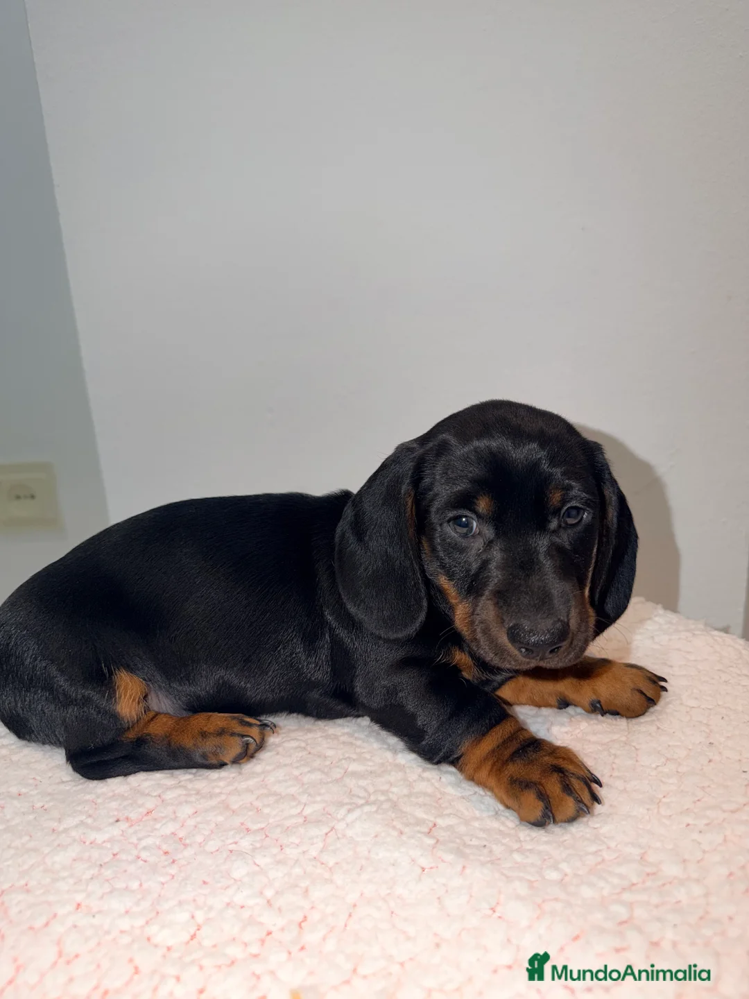 Teckel Miniatura perros en venta: Teckel negro fuego  - Anuncio 5