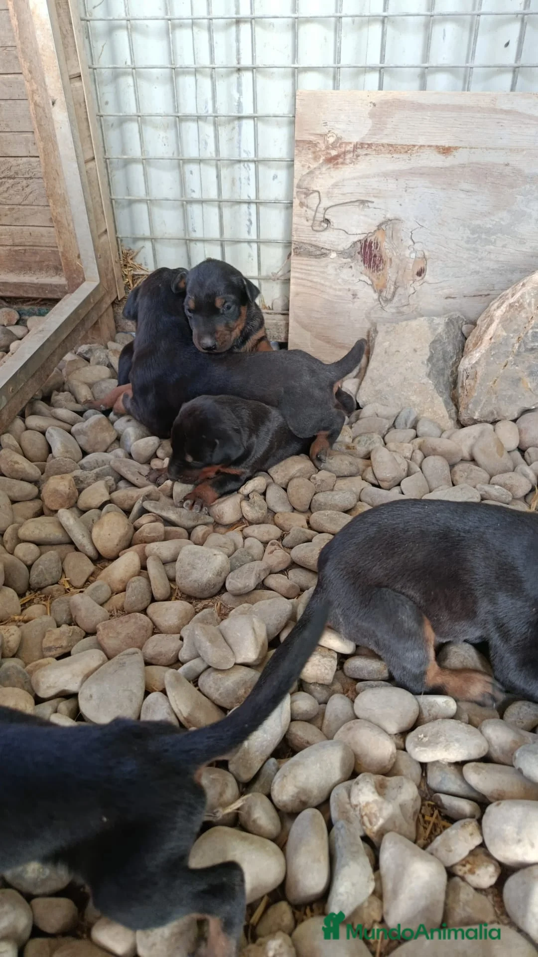 Dobermann perros en venta: Doberman linia americana  - Anuncio 2