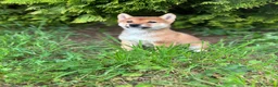Shiba Inu perros en venta: Shiba Inu hembra disponible  - Anuncio 3