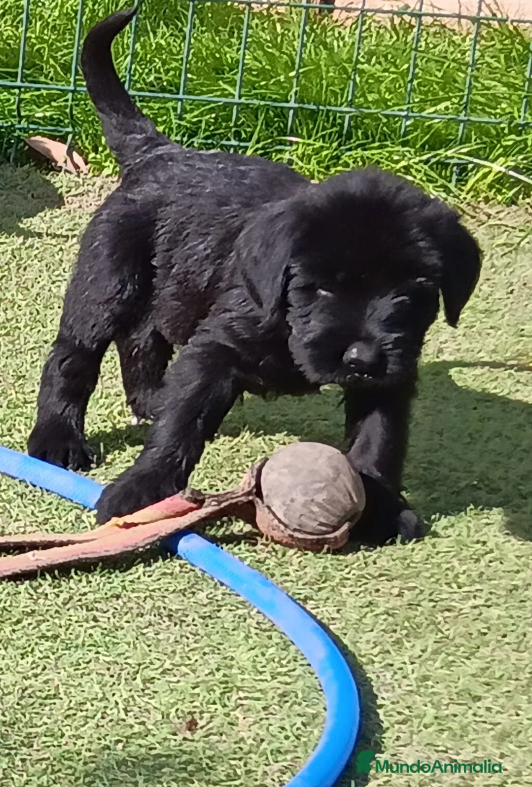 Schnauzer Gigante perros en venta: Schnauzer gigante  - Anuncio 12