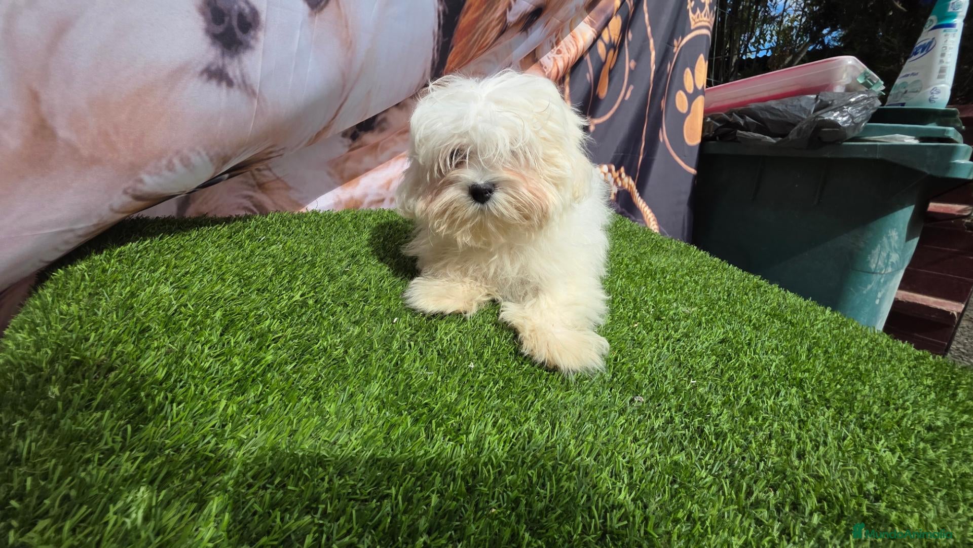 Bichón Maltés perros en venta: Bichon maltes linea  coreanos - Anuncio 2