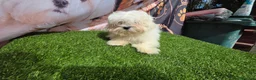 Bichón Maltés perros en venta: Bichon maltes linea  coreanos - Anuncio 1