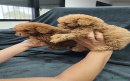 Caniche Toy perros en venta: Caniche Toy  - Imagen 4