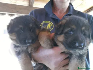 Pastor Alemán perros Espectaculares pastores alemanes - Anuncio 2