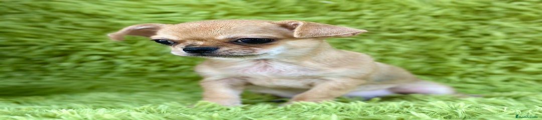 Chihuahua Cachorro 1