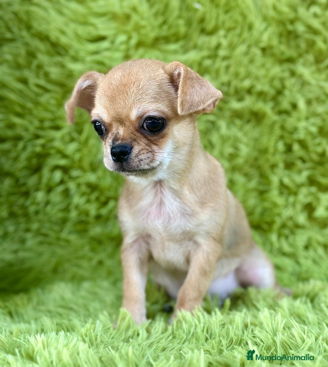 Chihuahua perros en venta: Chihuahua toy  - Imagen 5