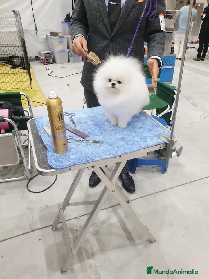 Pomerania perros PELUCHITOS ENANOS !!!! en Badajoz - Anuncio 36