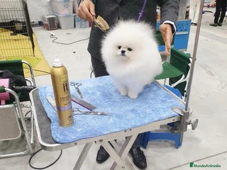 Pomerania perros en Badajoz - Anuncio 1