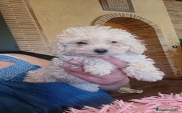 Caniche Toy perros en venta: Caniche toy en Murcia - Imagen 2